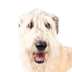 Irish Wolfhound Dog Breed Info