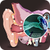 Interactive Ear tool showing h
