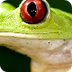  Red-Eyed Tree Frog