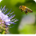 Pollinators – Kids Growing Str