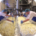 Cheese Making Process - YouTub