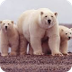 cool polar bear videos!!!