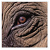 An Elephant Crackup? - The New