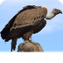 Vulture Videos