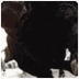 Bull Running