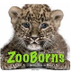 ZooBorns