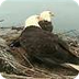 eagle web cam
