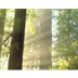 Redwood Forest Camera