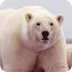 What do animals do in winter?