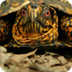 Hidden-Necked Turtles - Crypto