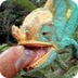  Chameleon's tongue