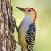 Why do woodpeckers peck wood?