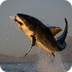 Top 10 Shark Jumping Videos |