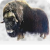 Musk Ox