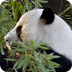 Panda Cam - Zoo Atlanta