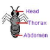 Insect Printouts - Zoom