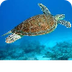 SeaWorld Turtles