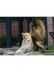 Lion Cam -Leo III & Una - Univ