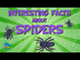 Interesting facts about Spider