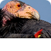California Condor | SD  Zoo