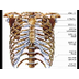 Sistema óseo, características 