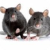 Pest Control Sheffield | The S