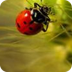 Ladybugs National Geographic