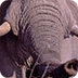 African Elephant Facts for Kid