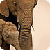 Asian elephants | WWF