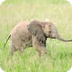 Kenya: Baby Elephants