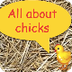 All about Chicks ppt