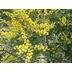 Acacia