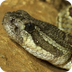 Rattlesnake | San Diego Zoo - 