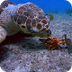 Loggerhead vs. Lobster