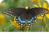 North American Butterfly Assoc
