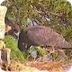 Peregrine Falcon Cam
