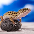 Which Lizards Make Good Pets?