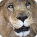 South American circus lions re