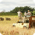 Safari Animals: Compilation - 