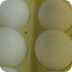 4-H EGG Cam