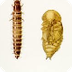 Mealworm to Pupa