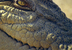 Reptiles : Crocodilians