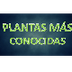 TOP 10 - PLANTAS MÁS CONOCIDAS
