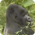 Rwanda's Endangered Gorillas