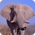 Animal Facts Guide