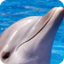 Dolphin Pictures