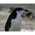 Chinstrap Penguin (Pygoscelis 
