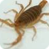 Scorpions (DesertUSA)