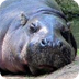 Pygmy Hippopotamus (Choeropsis