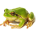 Sara Shepley - Frogs